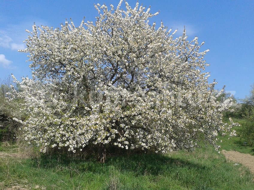 Prodej  stavebního pozemku 1576 m^2 Kurdějov 123, Kurdějov 69301