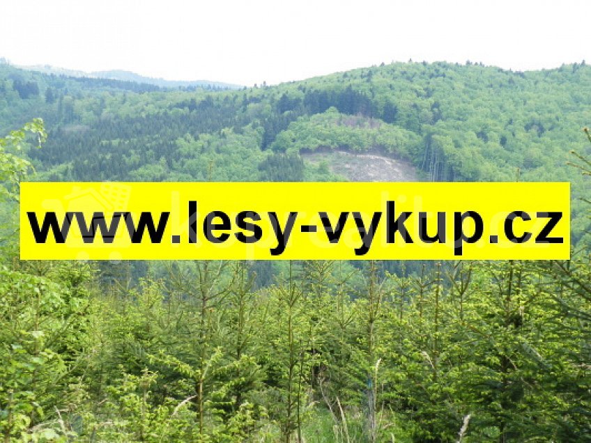 Prodej  lesa 100000000 m^2 Havlíčkův Brod 