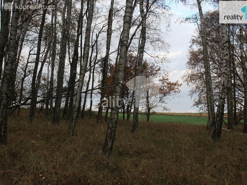 Prodej  pozemku 11599 m^2 Stráž pod Ralskem, Stráž pod Ralskem 