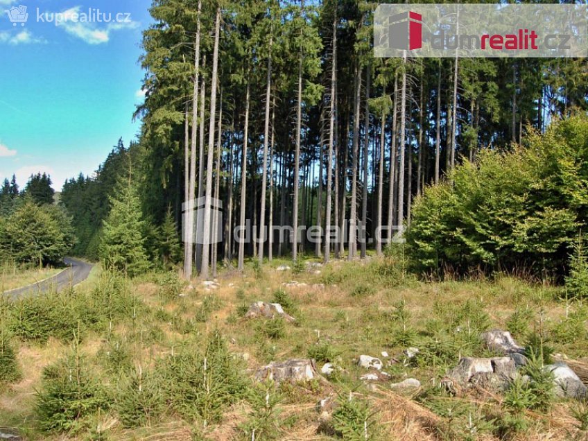 Prodej  lesa 11657 m^2 Šanov, Šanov 