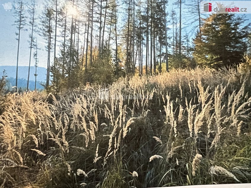 Prodej  lesa 106600 m^2 Valašská Bystřice, Valašská Bystřice 