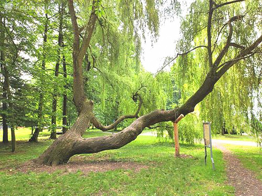 Pronájem bytu 1+kk 62 m^2 Zelnice II, Slavkov u Brna 98401