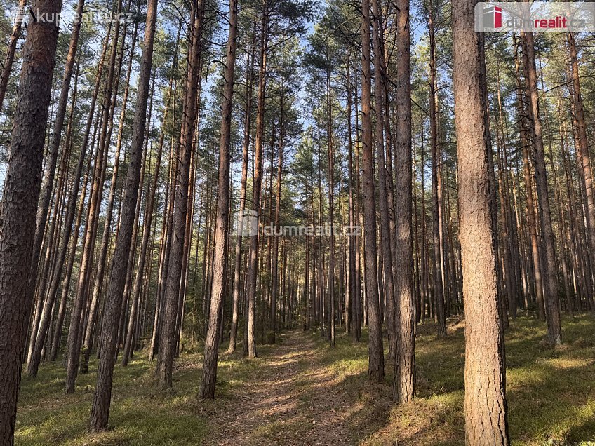 Prodej  lesa 11340 m^2 Nebahovy, Nebahovy 