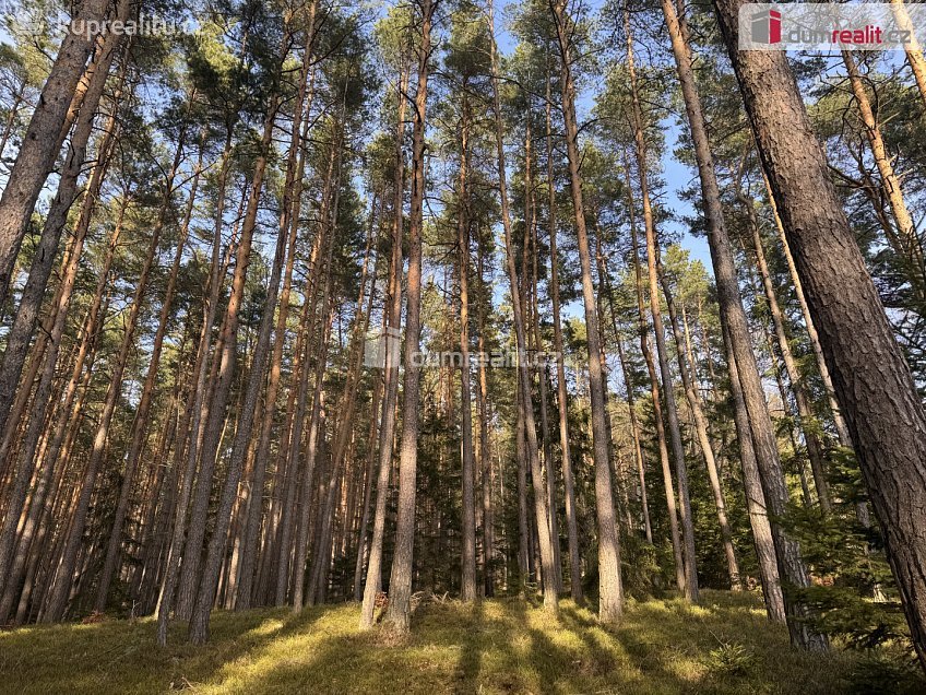 Prodej  lesa 11340 m^2 Nebahovy, Nebahovy 