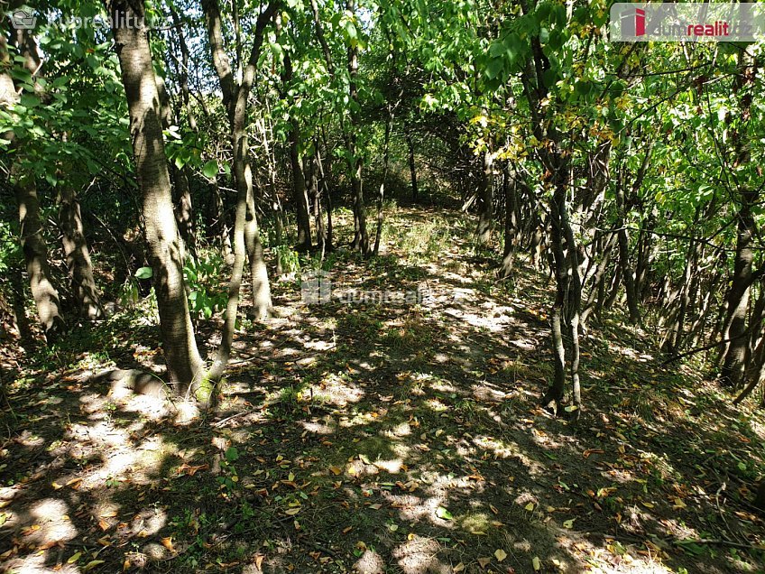 Prodej  zahrady 1141 m^2 Hranice, Hranice 