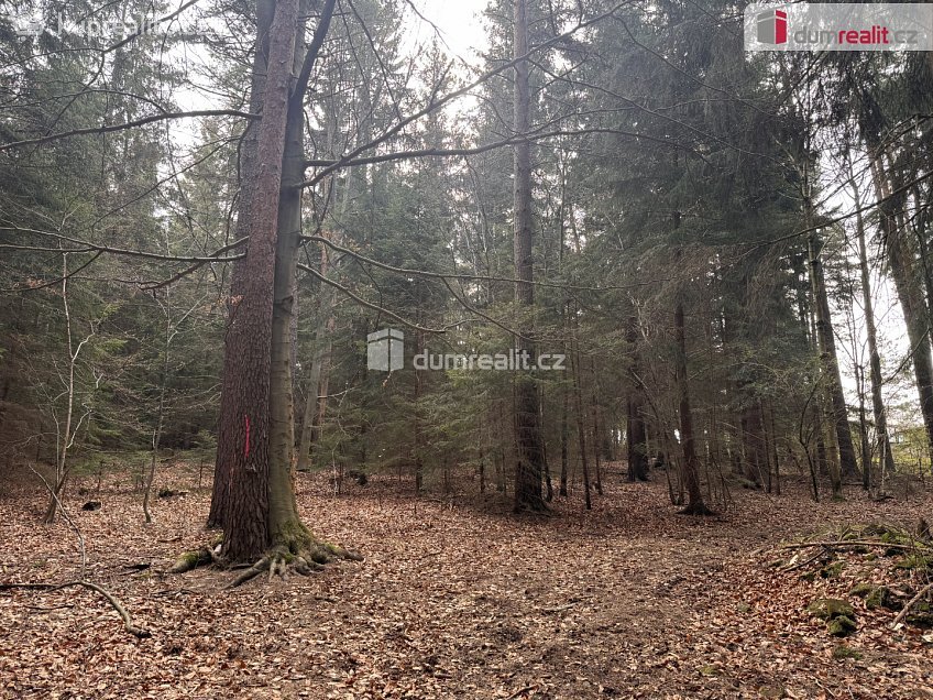 Prodej  lesa 11340 m^2 Nebahovy, Nebahovy 