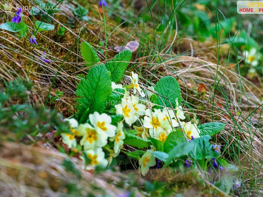 Prodej  chaty 36 m^2 Samopše, Samopše 
