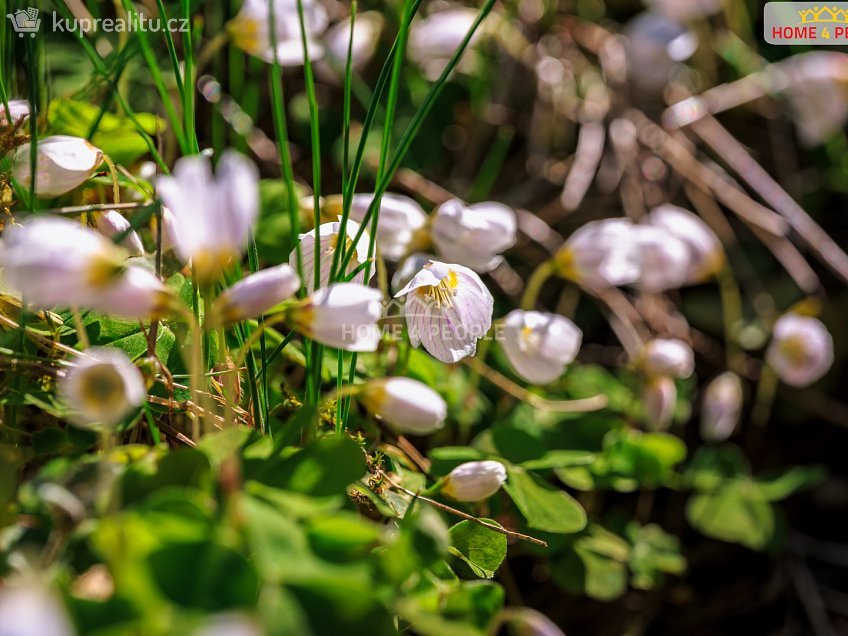 Prodej  chaty 36 m^2 Samopše, Samopše 